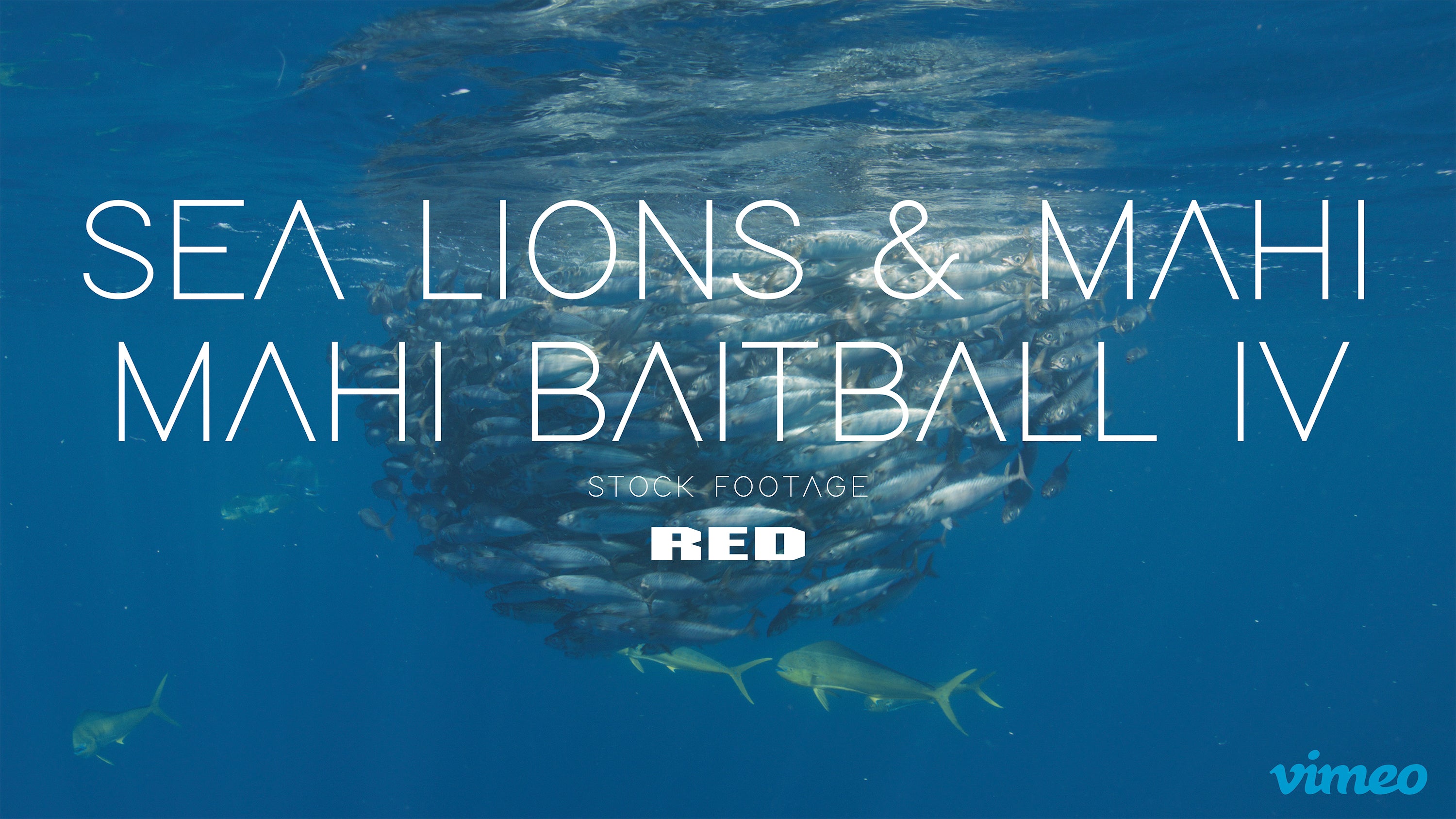 Sea lions & Mahi mahi baitball IV