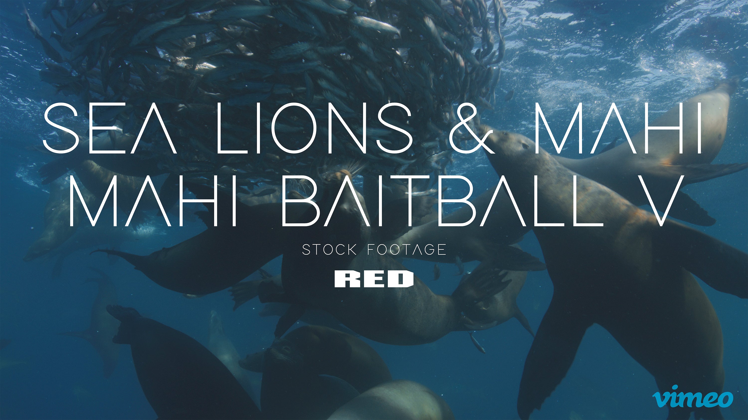 Sea lions & Mahi mahi baitball V