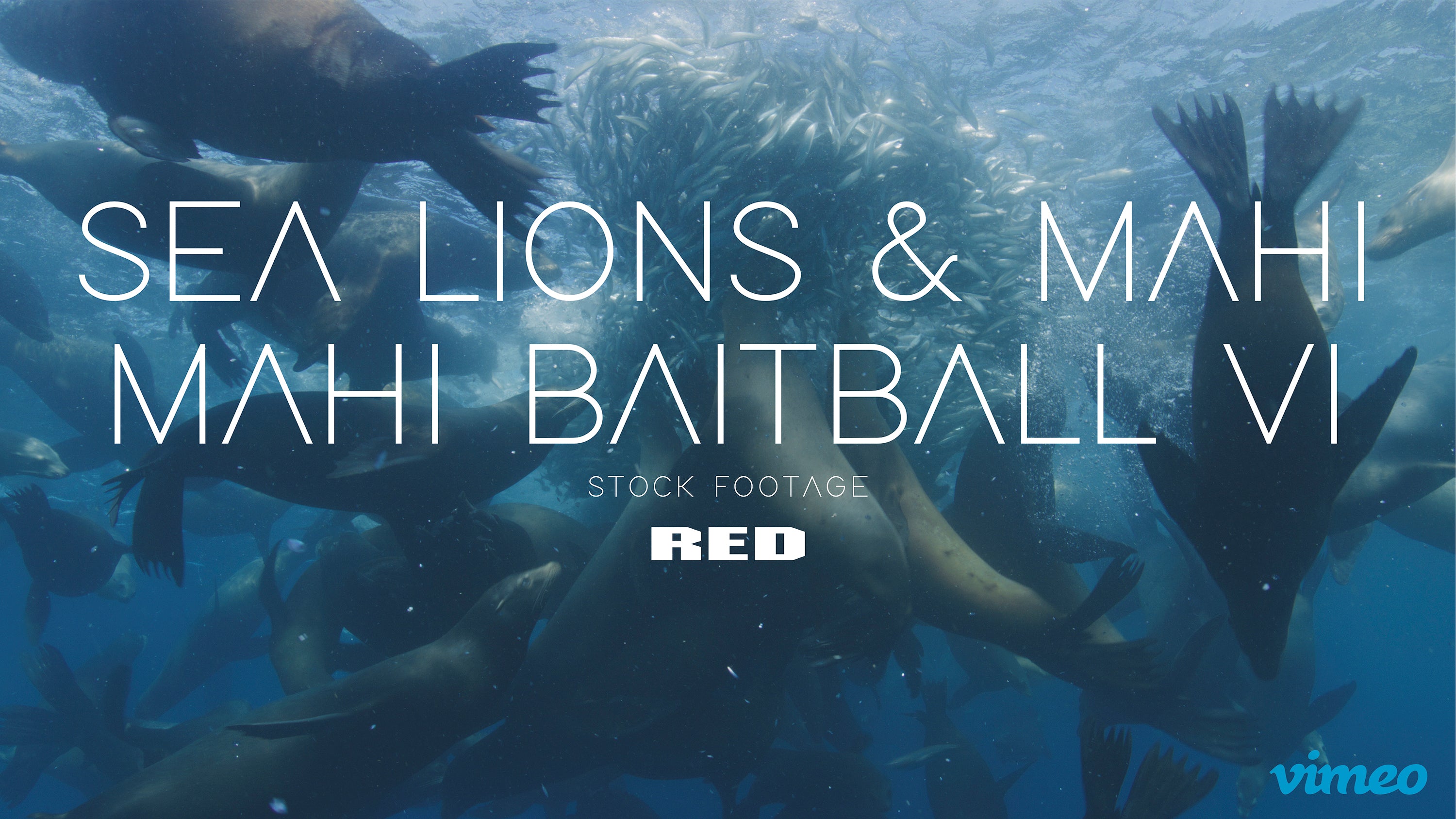 Sea lions & Mahi mahi baitball VI