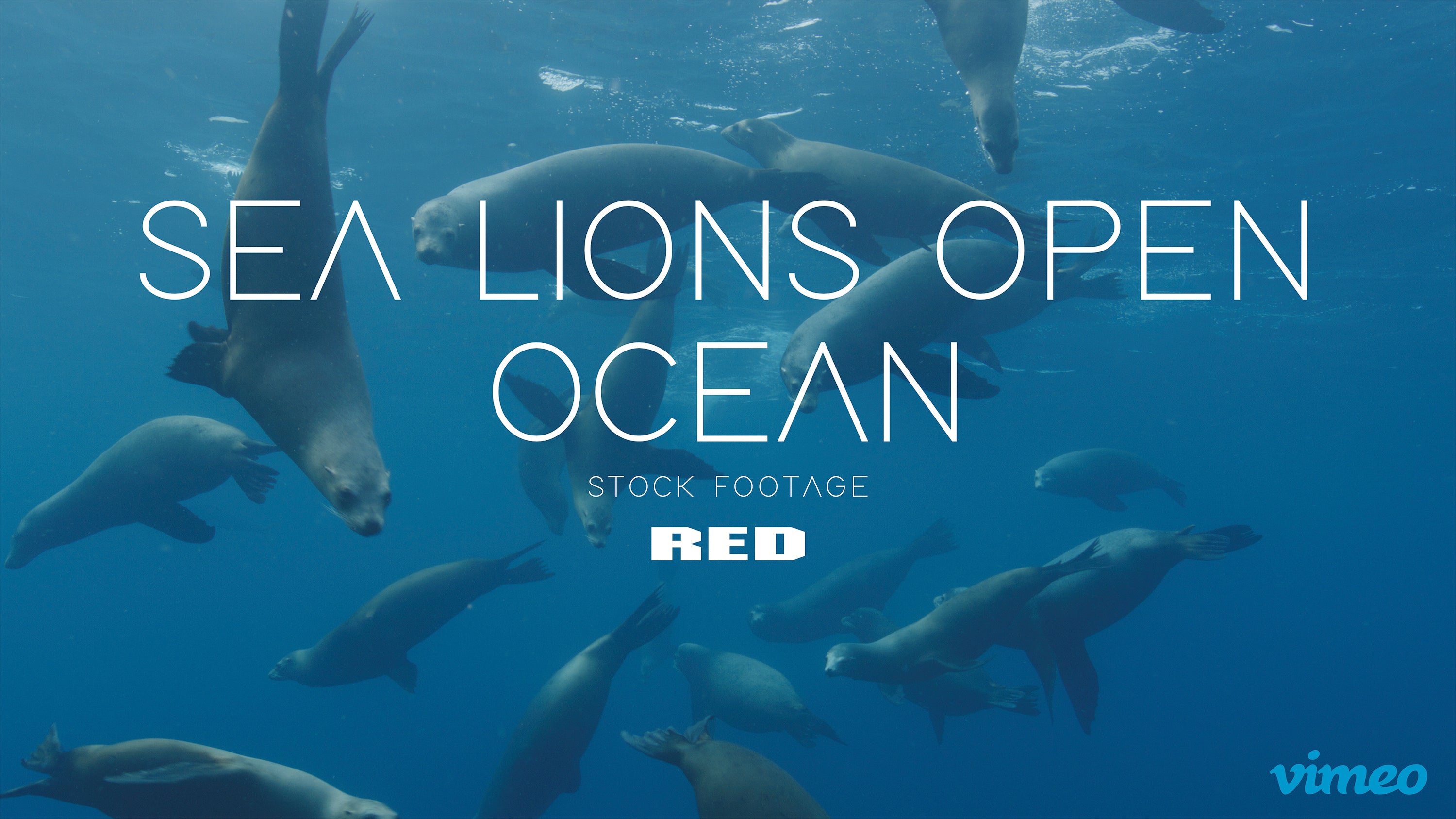 Sea lions open ocean