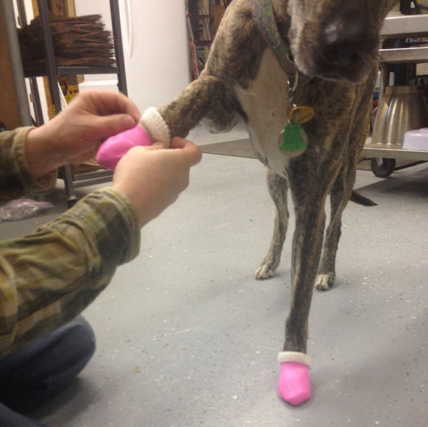 diy dog boots from baby socks