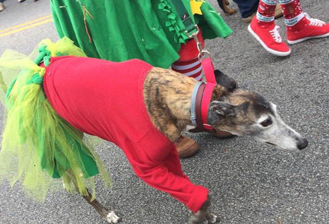 Holiday Dog in Costume