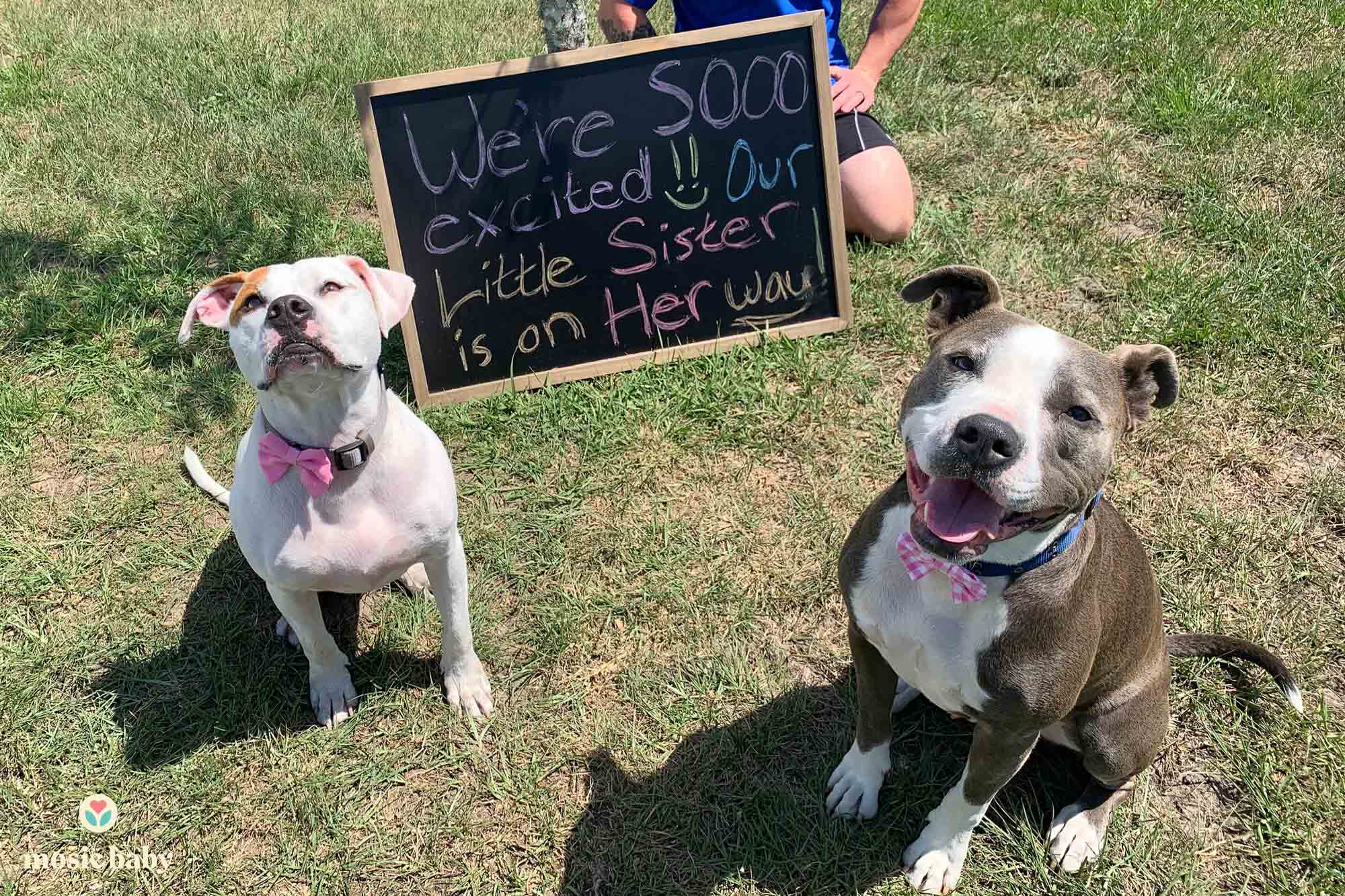 mosie baby pregnancy announcement with two dogs