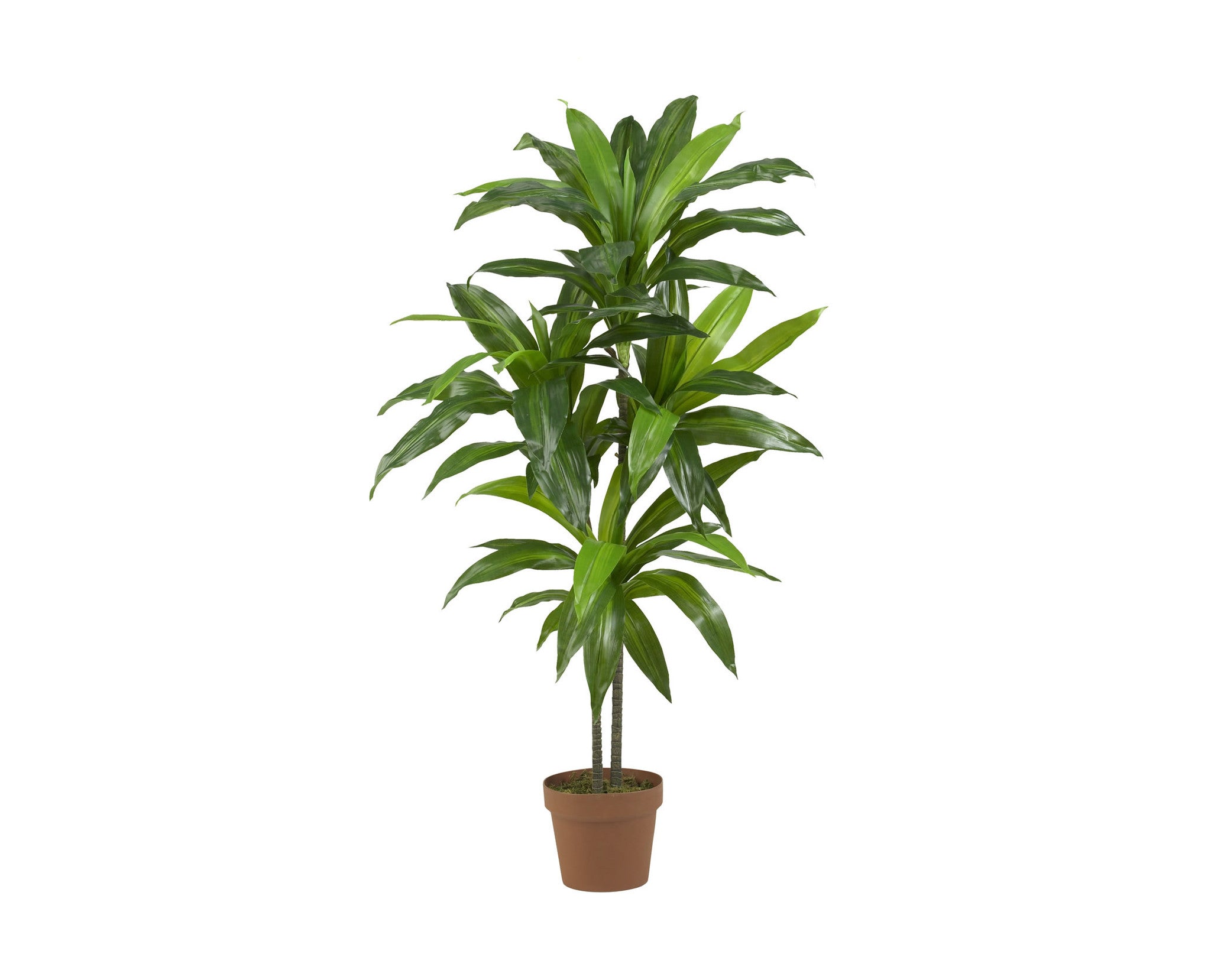 Artificial Dracaena - Silk Trees