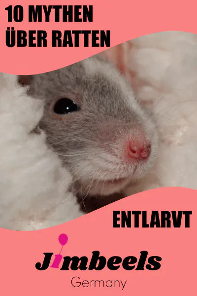 Ratten-Mythen-entlarvt-teaser-bild