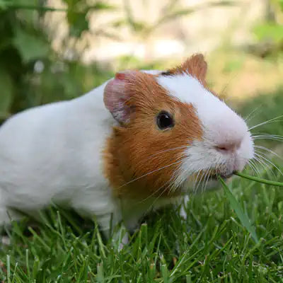 Guinea pigs in the open