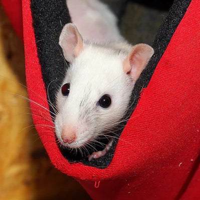 Rat in hammock photo