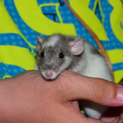Haustier-Ratte in Hand Foto