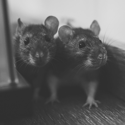 two curious black-and-white rats photo