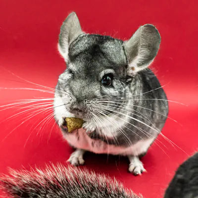 Chinchilla futtert