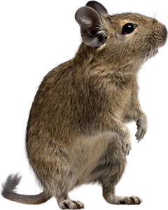 Degu