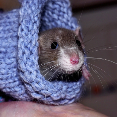 Rat relaxing in a hammock photo