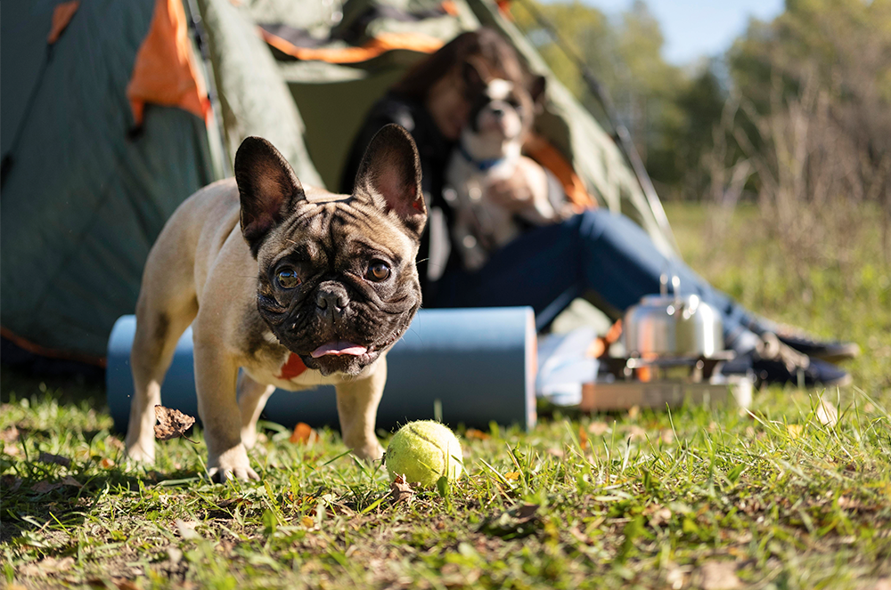 Camping with Pets: A Pawsitively Unforgettable Adventure!