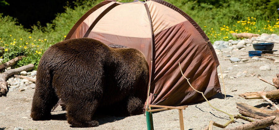 How to Avoid Wild Animals Around Your Camping Site