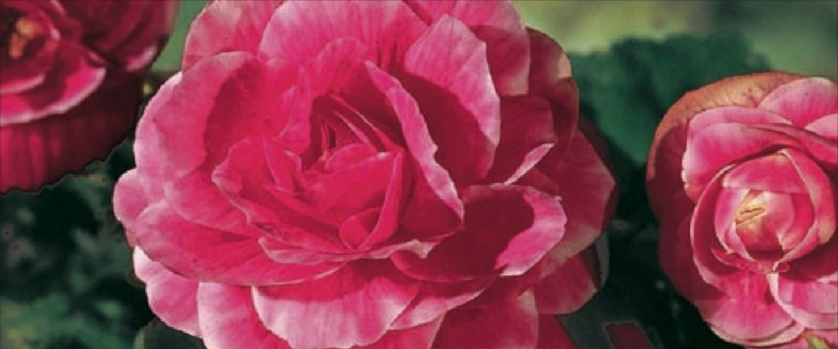 Double Camelia Begonia