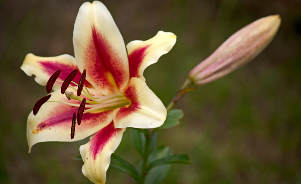 Yellow with red center Lily