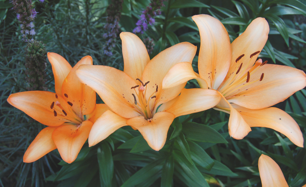 Soft orange Lilies