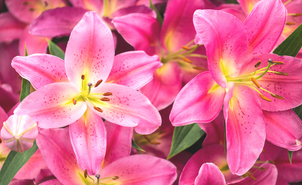 Hot pink Lilies