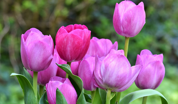 Bunch of purple-pink tulips standing in the wind in a beautiful garden