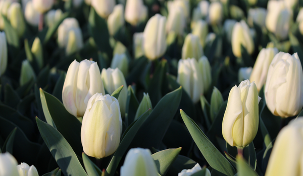 Group of large beautiful white tulips standing on tall, green stems