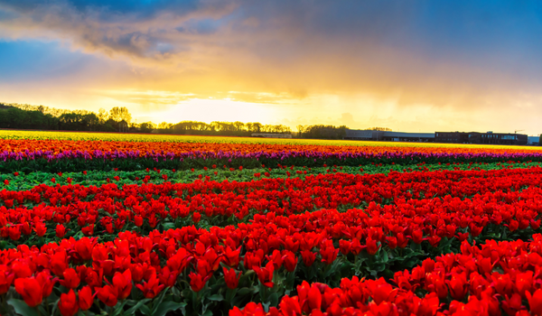 Large field of red tulips in full bloom, standing in the wind.