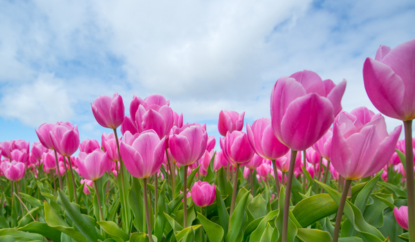Group of blooming pink-purple tulips standing on a large field