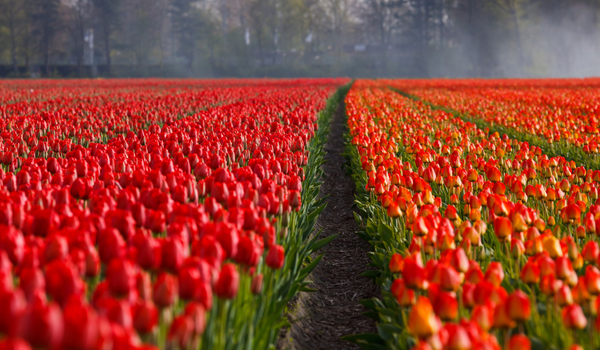 Large, open field with rows of large blooming tulips with tall, green stems