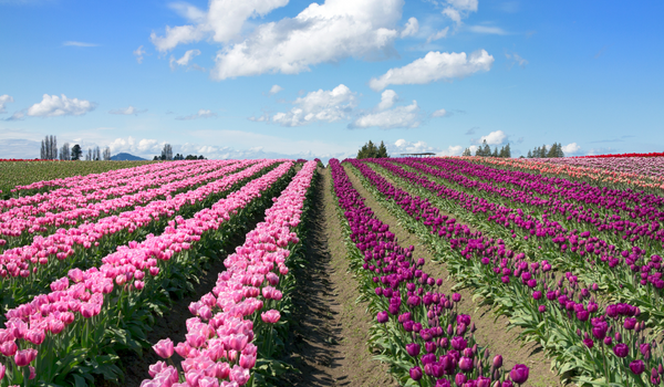 Field of rows and rows of blooming pink, and purple tulips