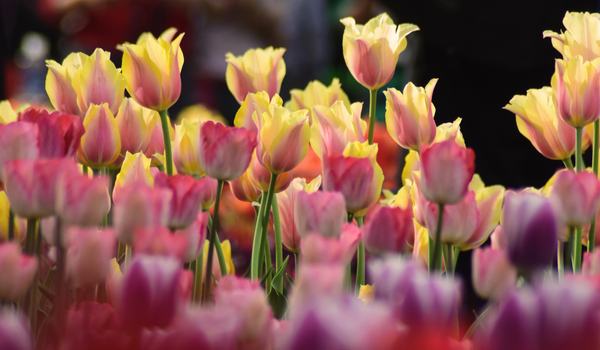 Group of pink tulips with a soft yellow edge, in full bloom in the sunshine