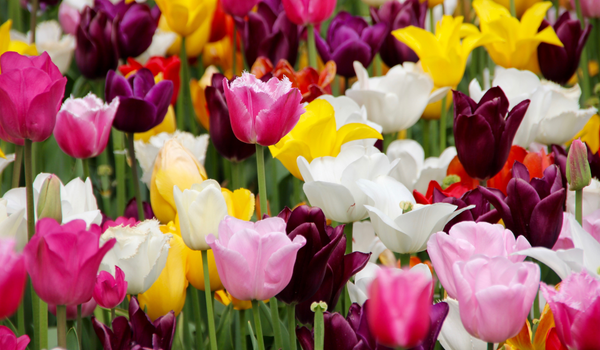 Group of mixed blooming tulips with different colors, such as purple, white, pink and yellow