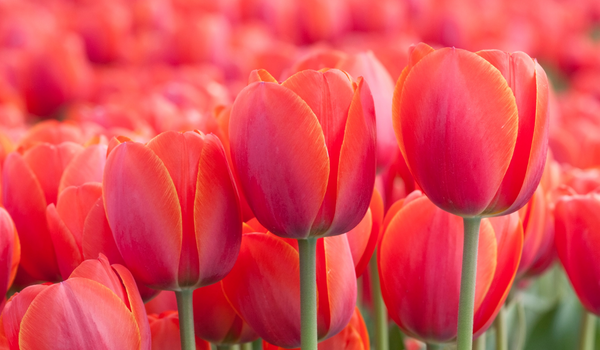 Close-up of a bunch tulips with a pink, orange, and red color