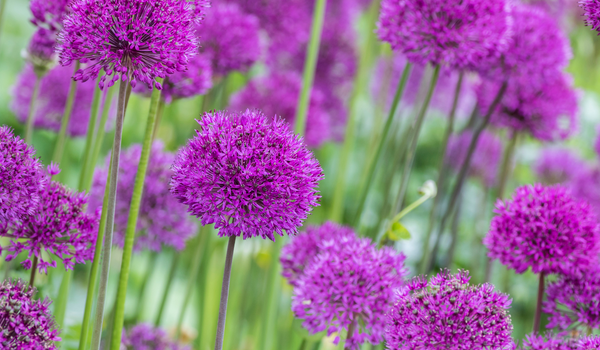 Group of blooming purple Alliums, standing on green tall stems