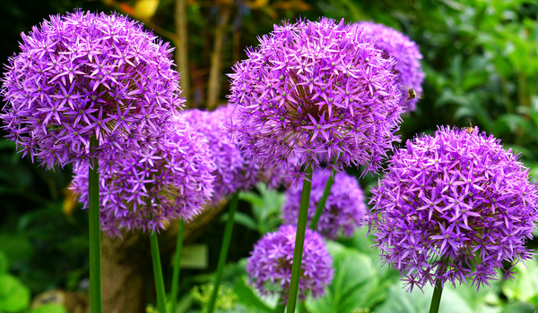 Close-up of blooming purple Alliums, with large flower balls and tall stems