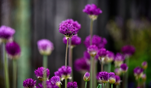 Field full with blooming small purple Alliums with tall, green stems