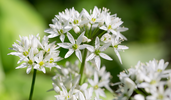 Close-up of white Alliums standing in a group in a garden