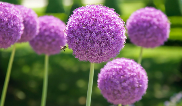 A group of blooming Purple Alliums standing on large green stems