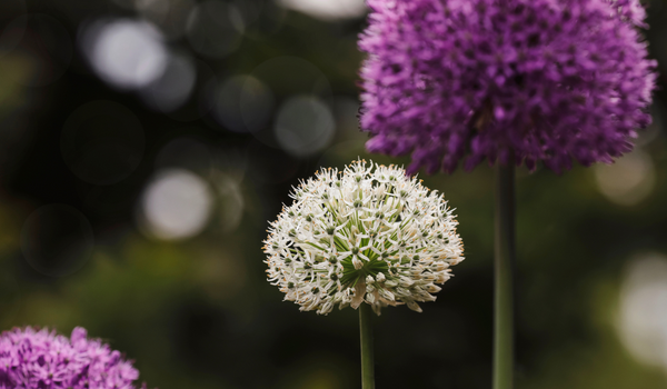 Two blooming Alliums in a garden, one is purple and the other white