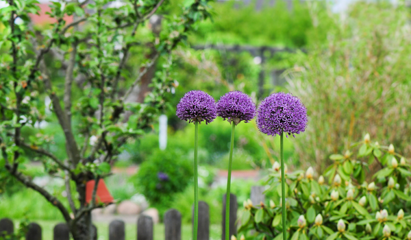 A small group of large blooming purple Alliums, showcasing its beauty