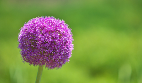 Close-up of a giant purple flower head, called Allium Globemaster