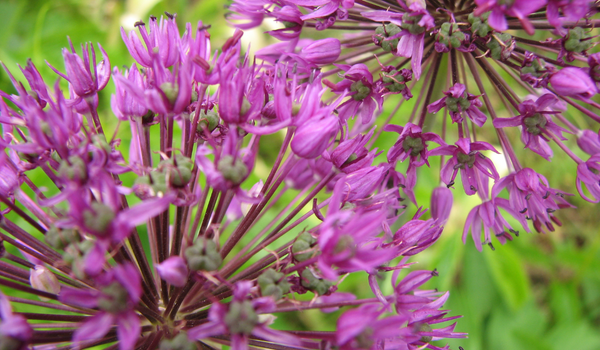 Close-up of a purple Allium flowerball and it's beautiful florets
