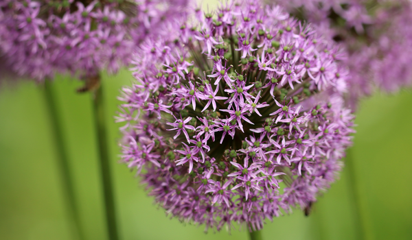 A close up of a purple flower head of a giant Allium Globemaster