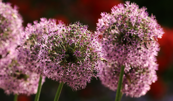 Group of blooming large purple Alliums, standing on tall green stems