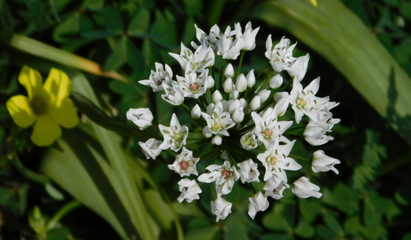 Close up of a white flower head, called Allium with large green stems