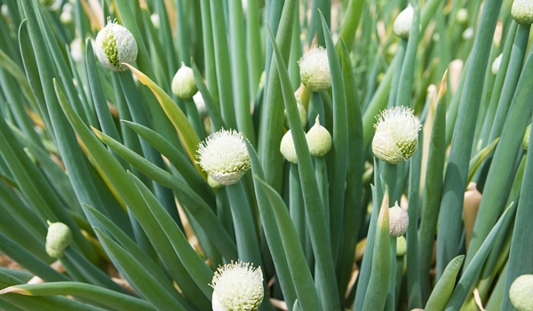 A close up of white alliums, with large green stems in full bloom