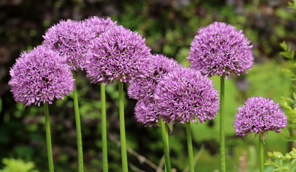 Group of blooming purple Alliums, with large flower heads and tall stems