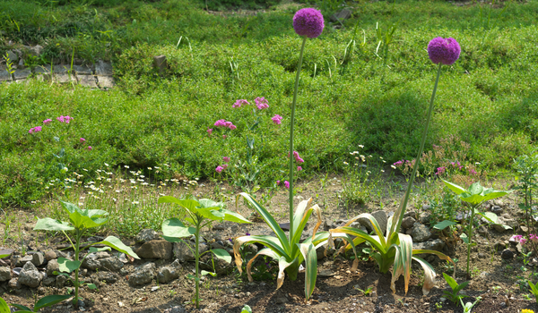 A pair of blooming Alliums standing on tall green stems in a garden