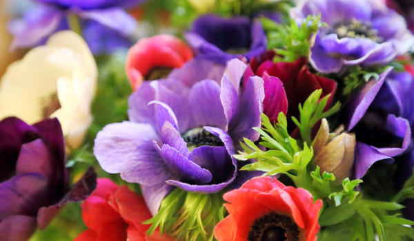 Close up of a group blooming Anemones with green foliage and mixed colors