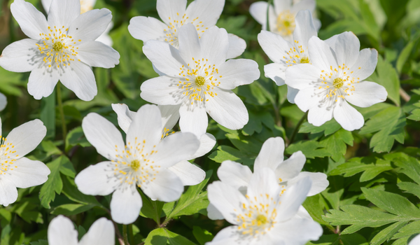 Close up of a group of blooming white Anemones with green background