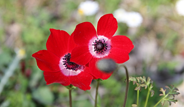 Close up of two red Anemones in full bloom with green foliage
