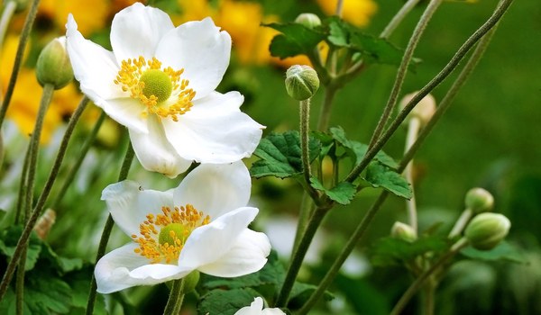 Close-up of a pair of white blooming Anemones with green stems